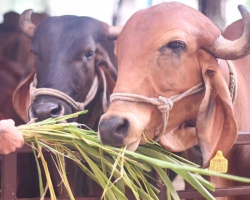 Gau Seva at a cow shelter